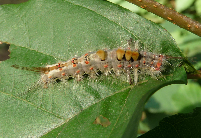 Larva di Lymantriidae